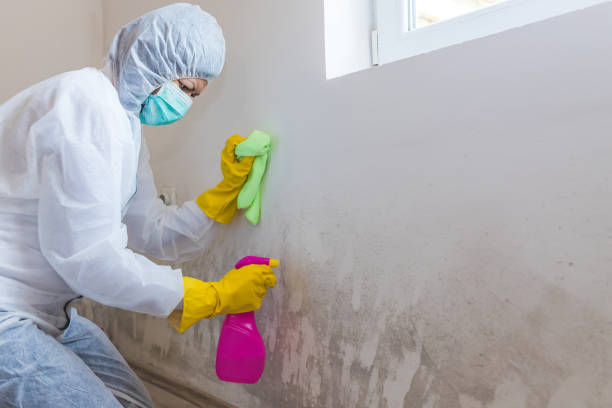 Druid Hills, GA Mold Removal Services Company